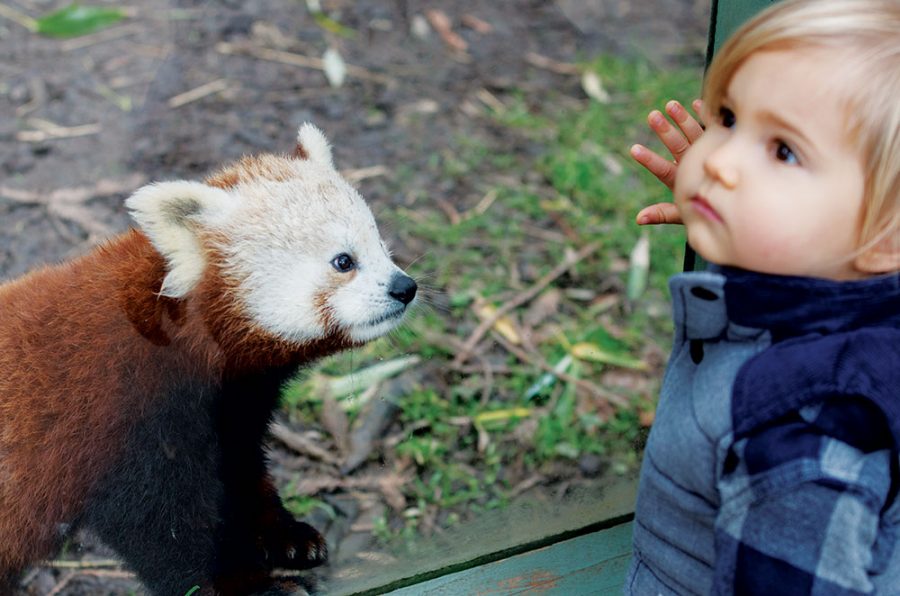 Things To Do With Kids In Arcata - with wildlife