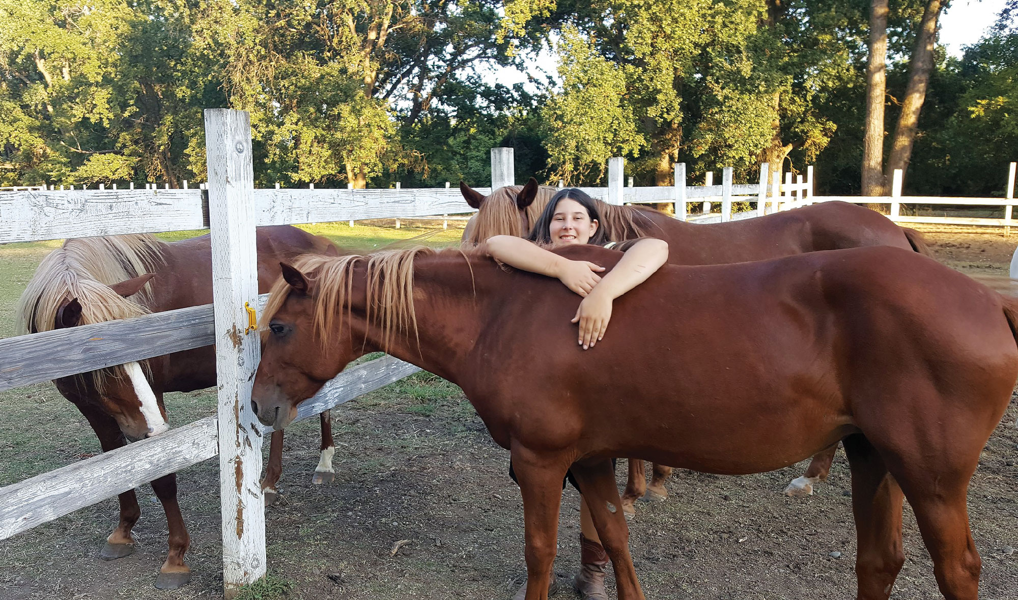 Anni s Santa Cruz Island Horses North State Parent magazine