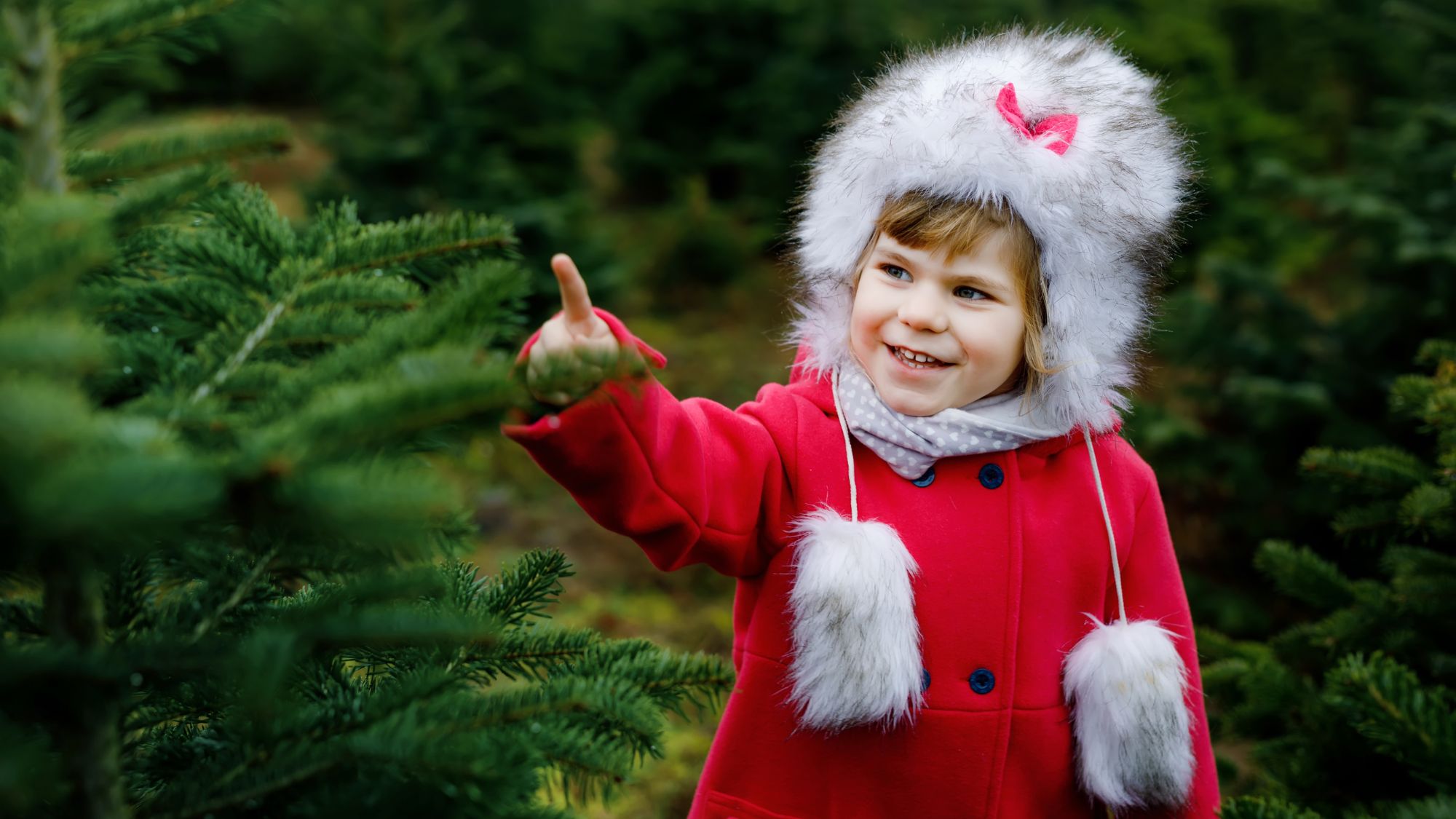 Christmas Tree Cutting Permits North State Parent magazine