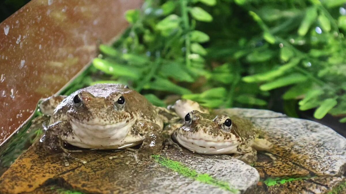 April Amphibians - North State Parent magazine