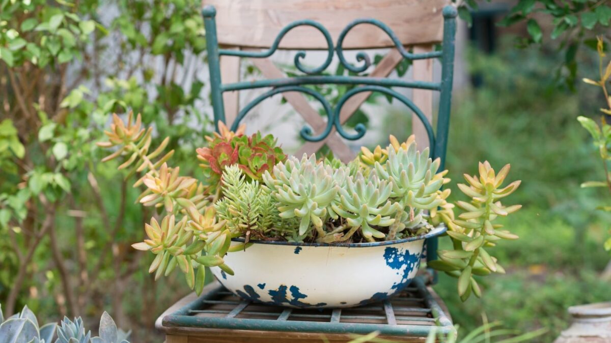 Plant Workshop: Creating Beautiful Succulent Dish Gardens - North State ...