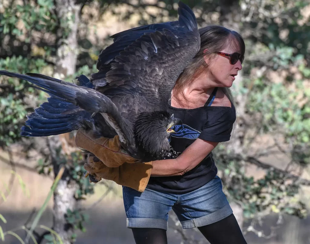 12-week-old eaglet