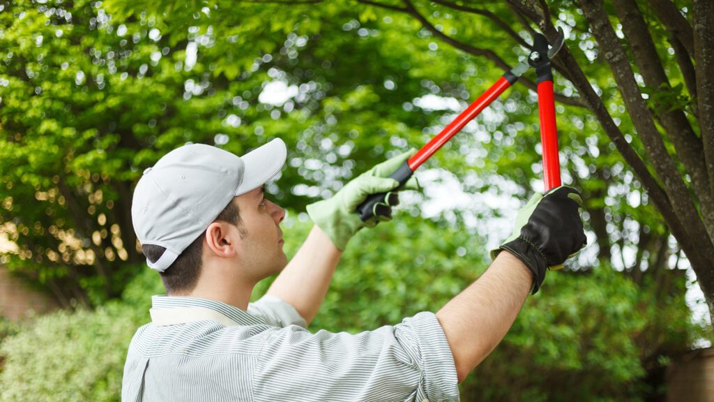PT_TreePruning_1920x1080