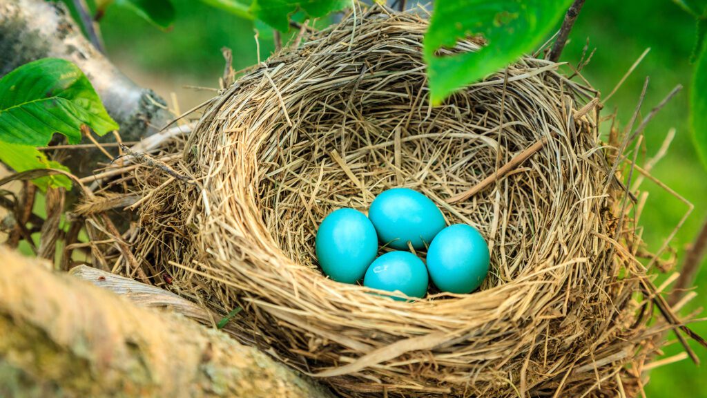 LE_Eggs_1920x1080