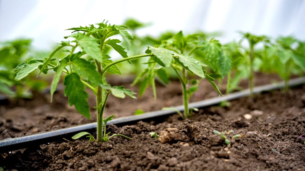 PlantTalk_DripIrrigation_1920x1080