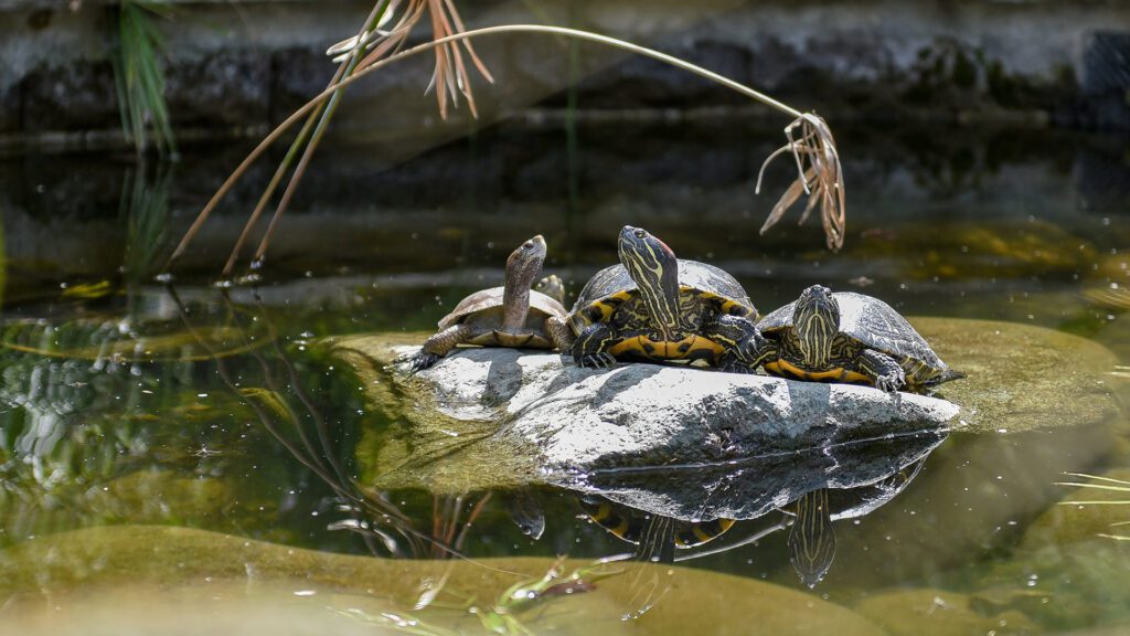 ScienceSat_Turtley_1920x1080