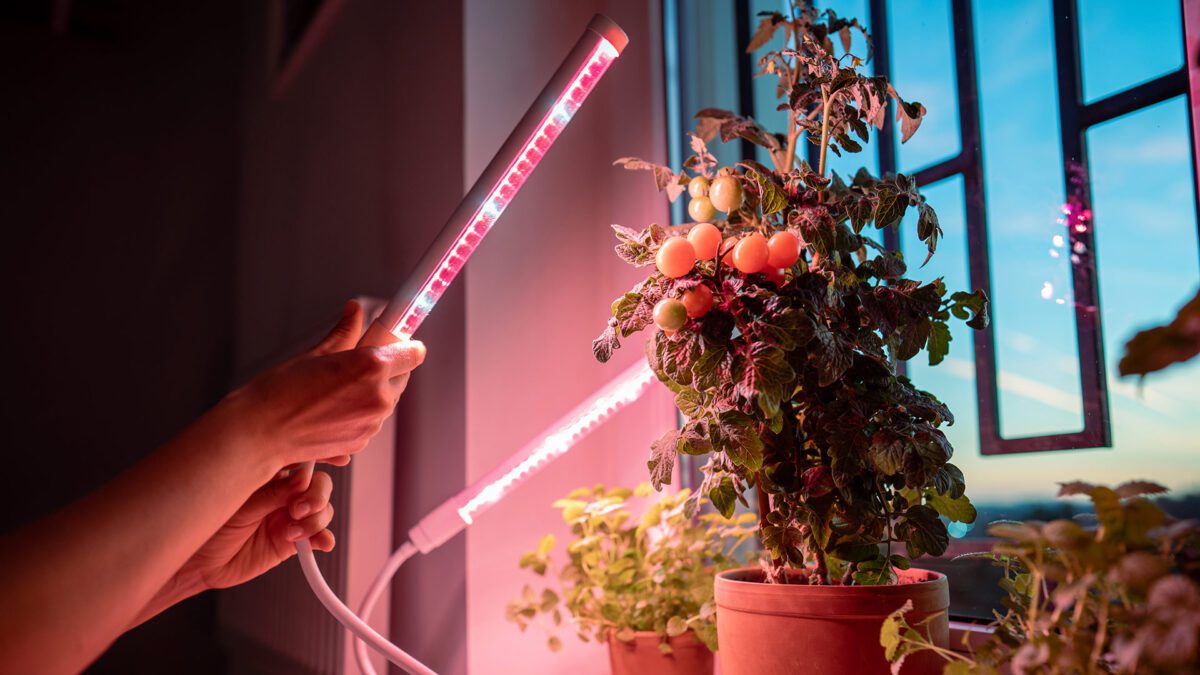 Plant Talk: Successful Indoor Gardening with Affordable Grow Lights