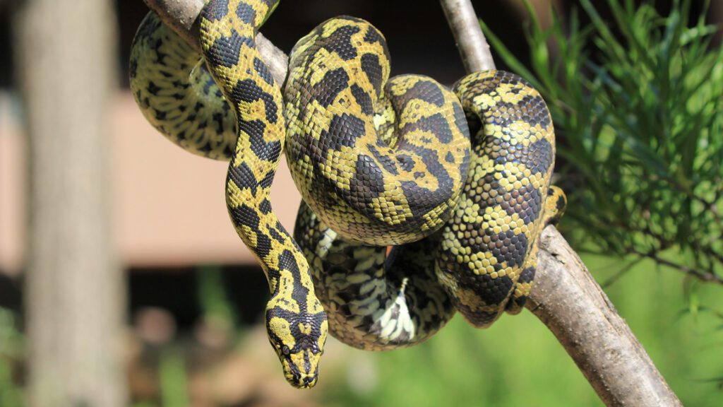 SerpentSenses_1920x1080