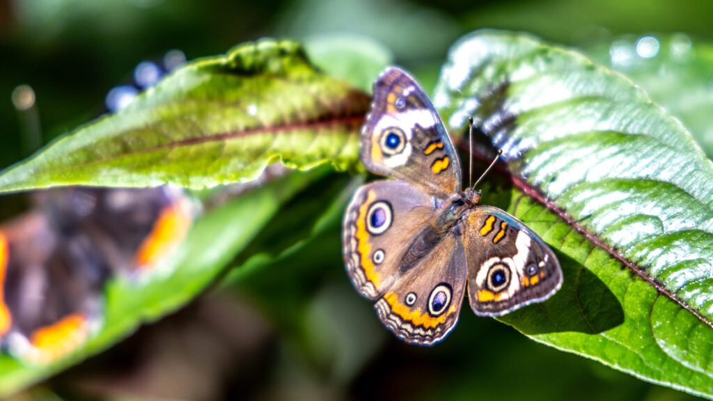 WingsofSummerButterflies_nographic_1920x1080