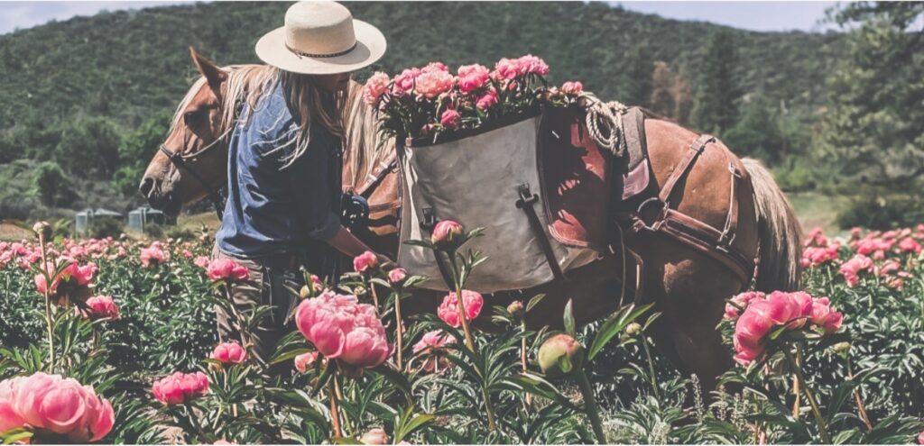 thumbnail_The California Peony Company