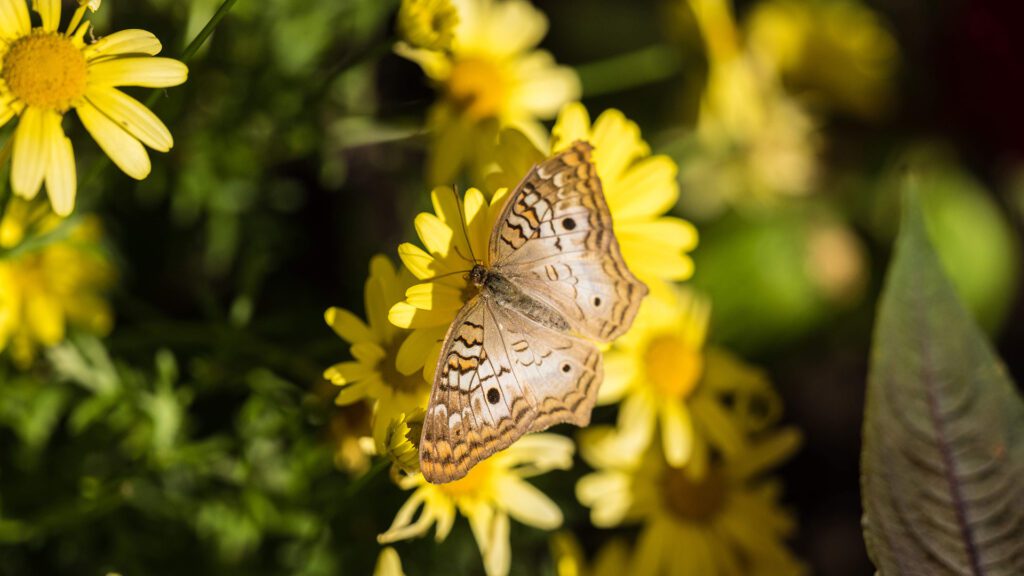 DSLRPhotography_Butterflies_1920x1080