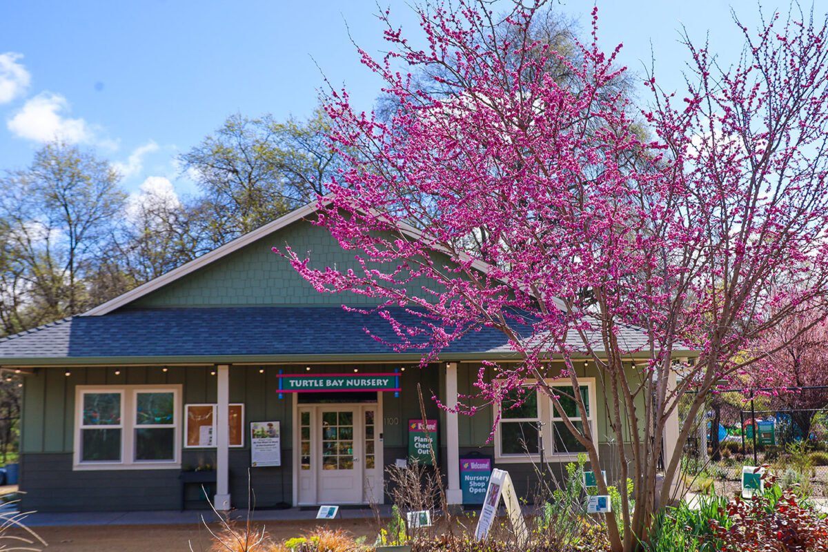 Turtle Bay Nursery Flash Plant Sale!