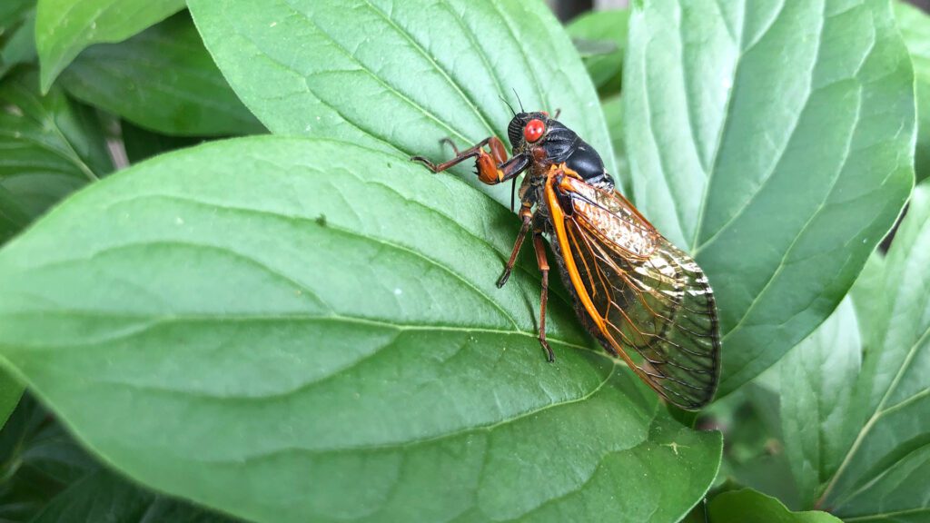 ScienceSat_Insects_1920x1080