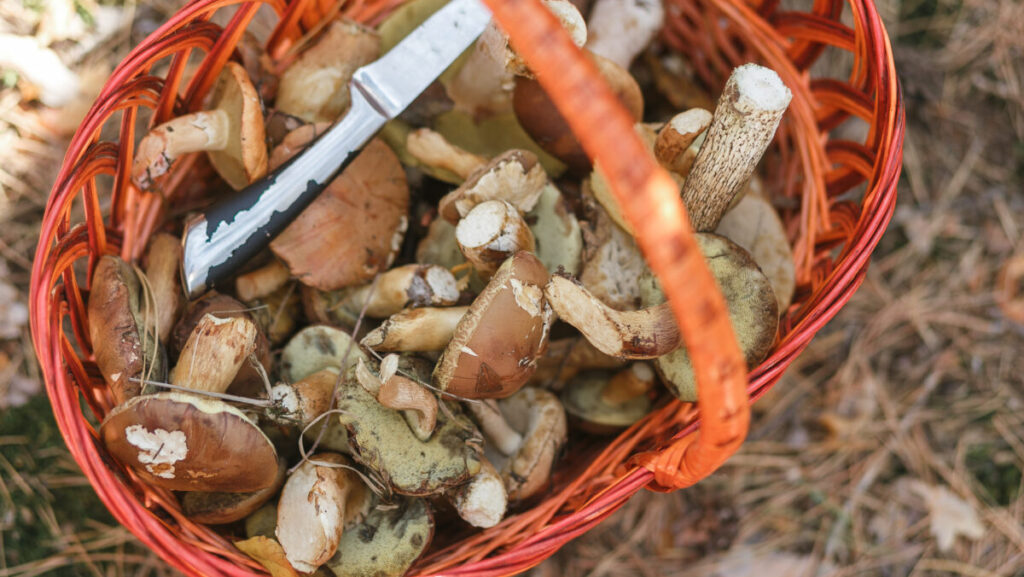 basket with mushrooms and a knife standing in a forest glade. Top close view.