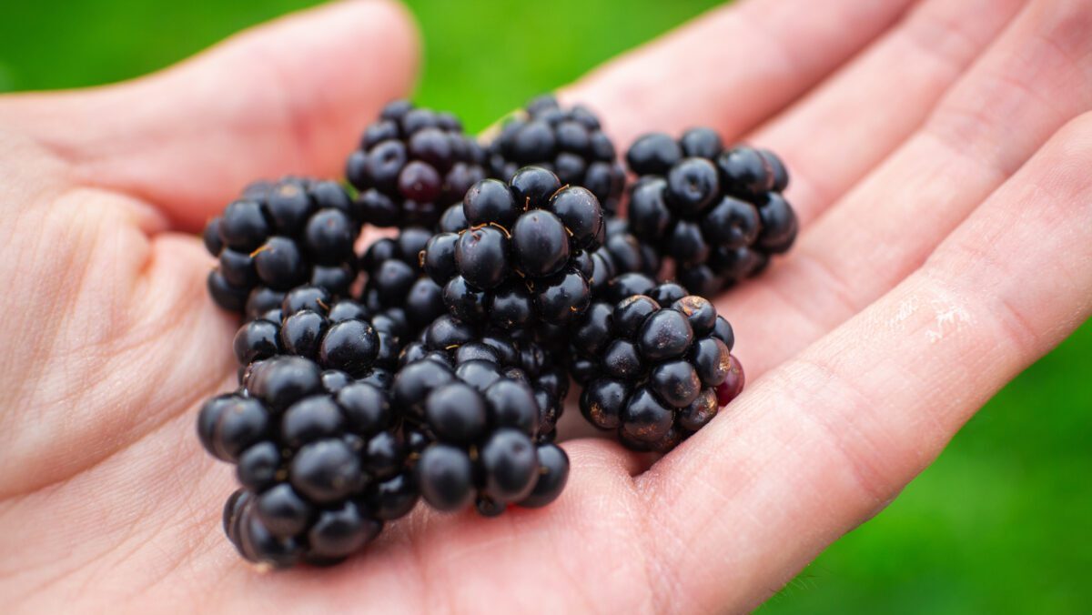 Closeup of a person holding blackberries in a field under the sunlight with a blurry background