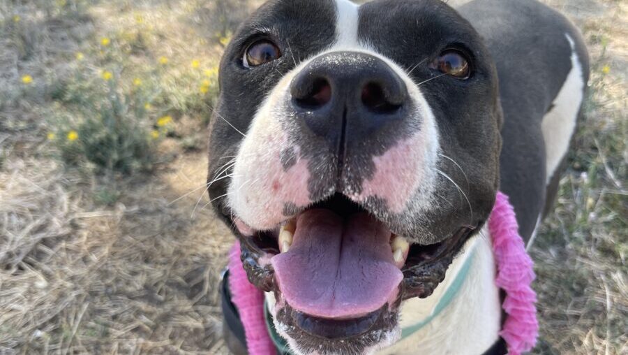 Paws in Paradise Speed Dating Adoption Event