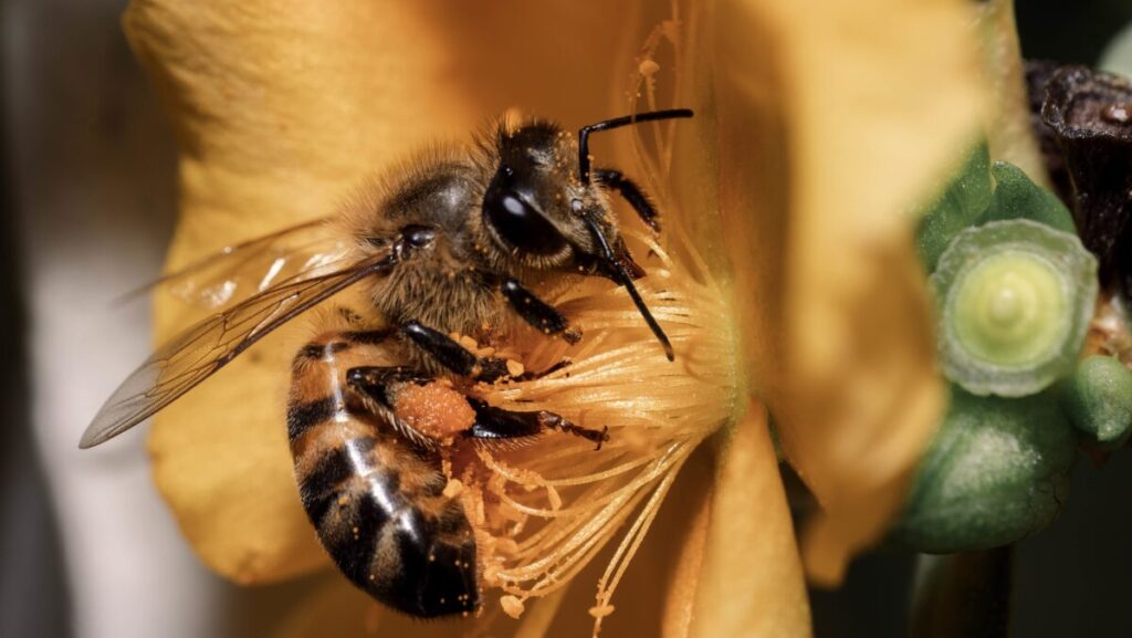 A closeup shot of the honey bee sitting on the flower