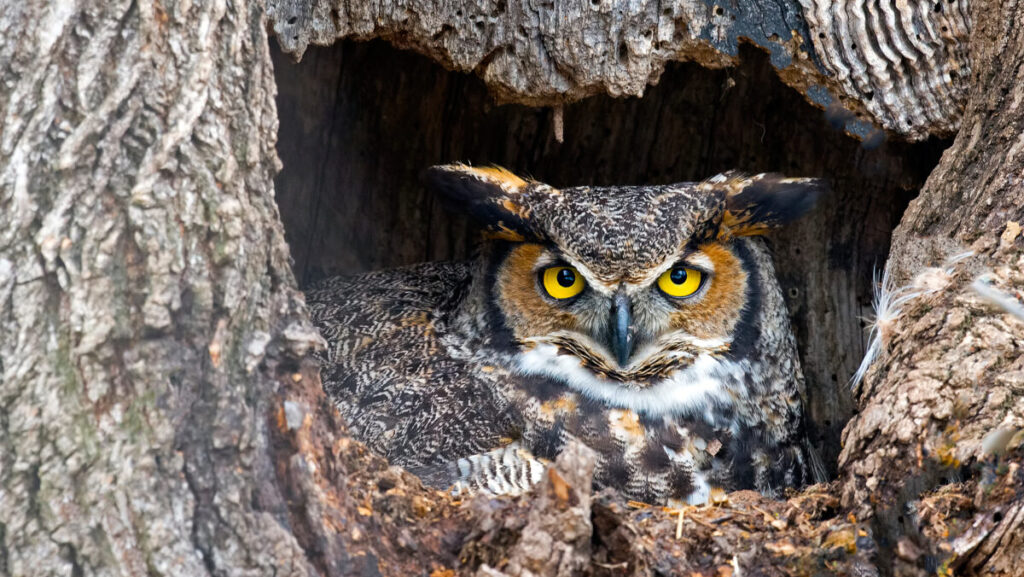 A macro shot of the owl in a tree double.