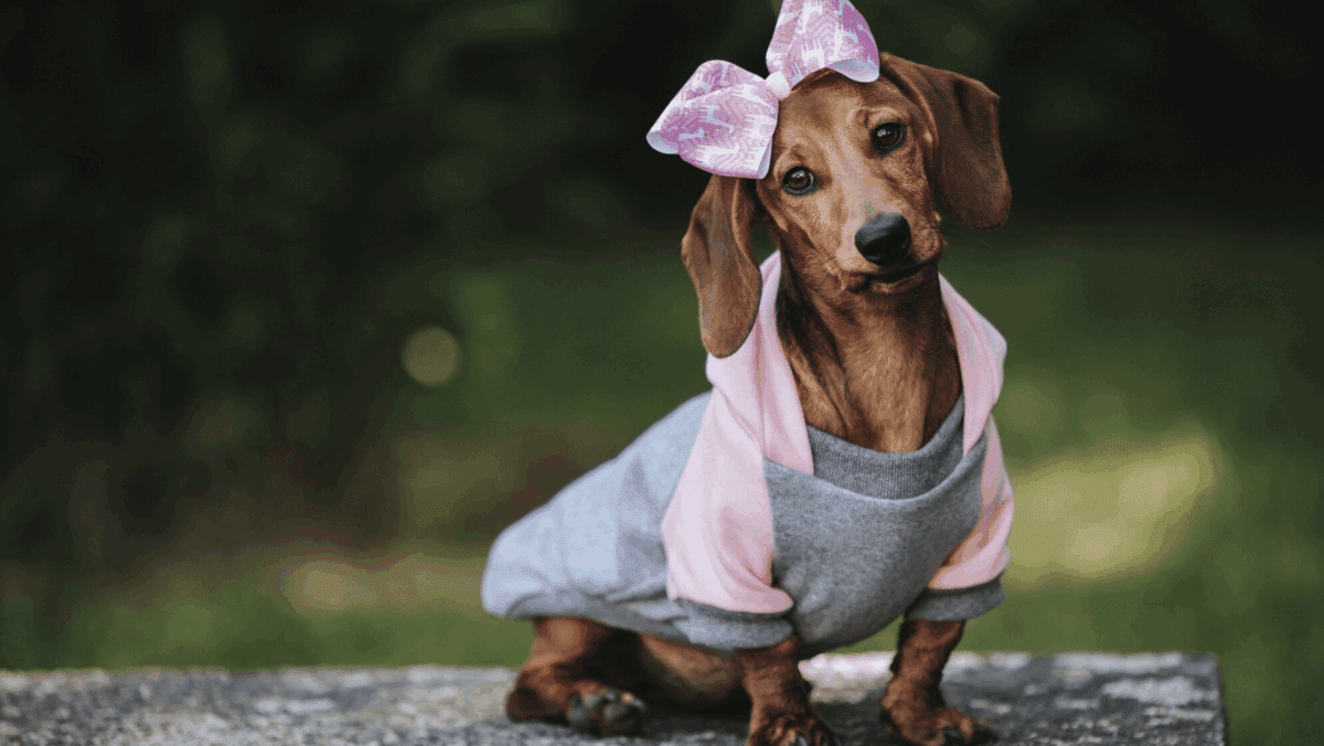 Northern Star Mills Pet Trick or Treat