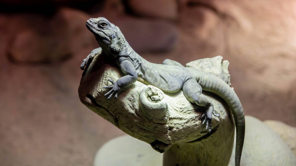 Reptiles-Alive_1920x1080