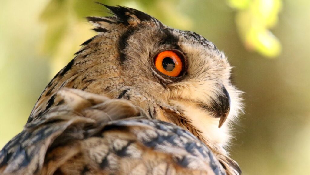 A closeup shot of a screech owl