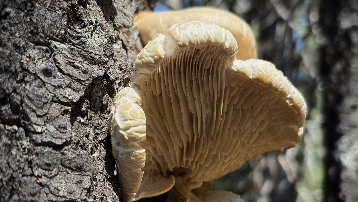 Mushroom BioBlitz at Luginbuhl Headwaters Preserve