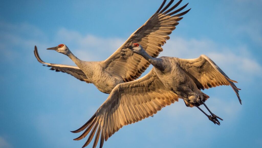Sandhill Cranes 171020-LlanoSecoAndSacto-203726