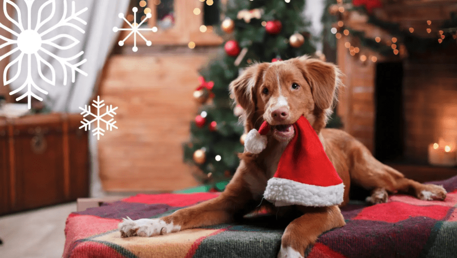 Screenshot 2025-12-15 at 5.29.18 PM