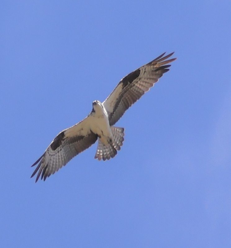 Friends & Family Nature Walk: Winter Bird Migration Magic