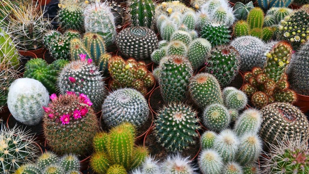 Plant-Talk-Cactus-Growing_1920x1080