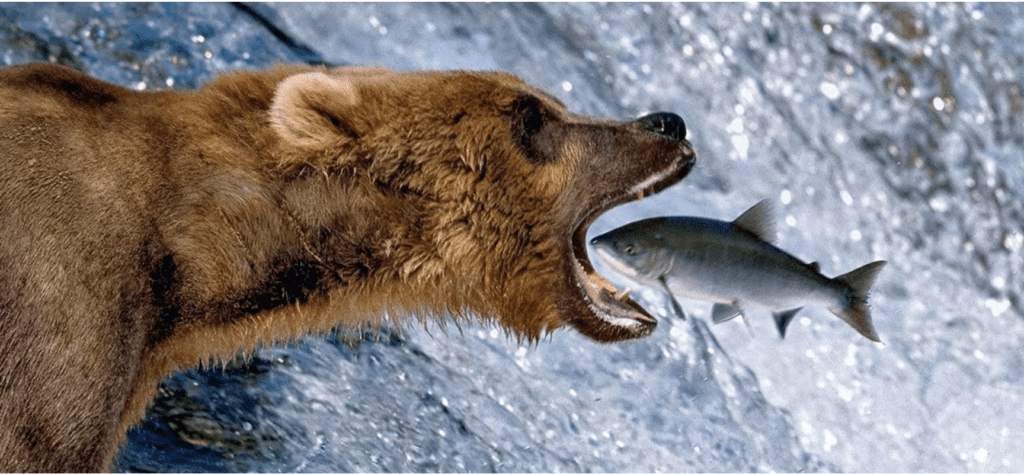 bear and fish