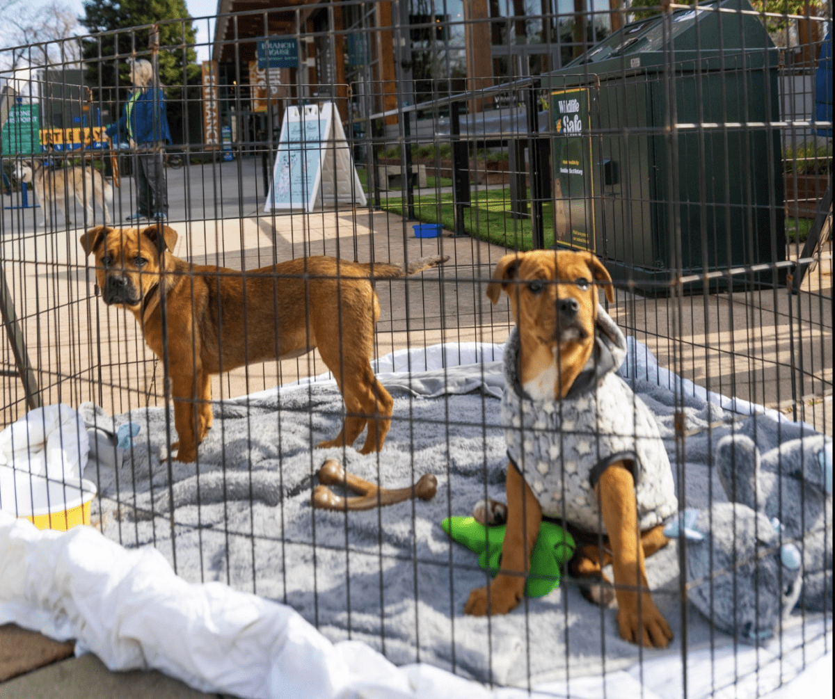 Yappy Hour Adoption Event