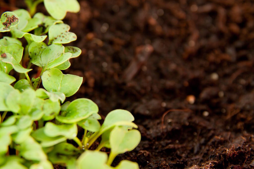 Green young radish sprouts in garden with soil