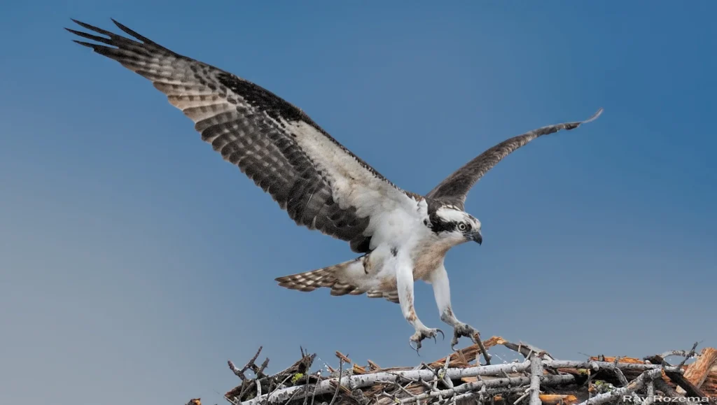 Osprey_1_Ray_Rozema