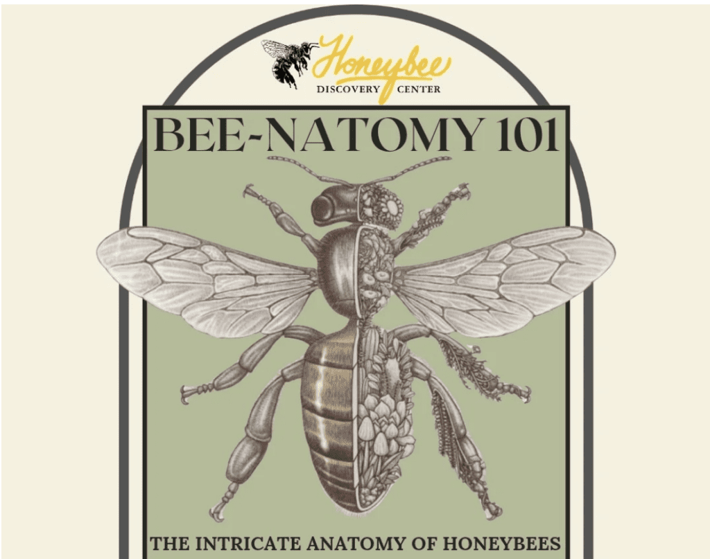 Bee-natomy