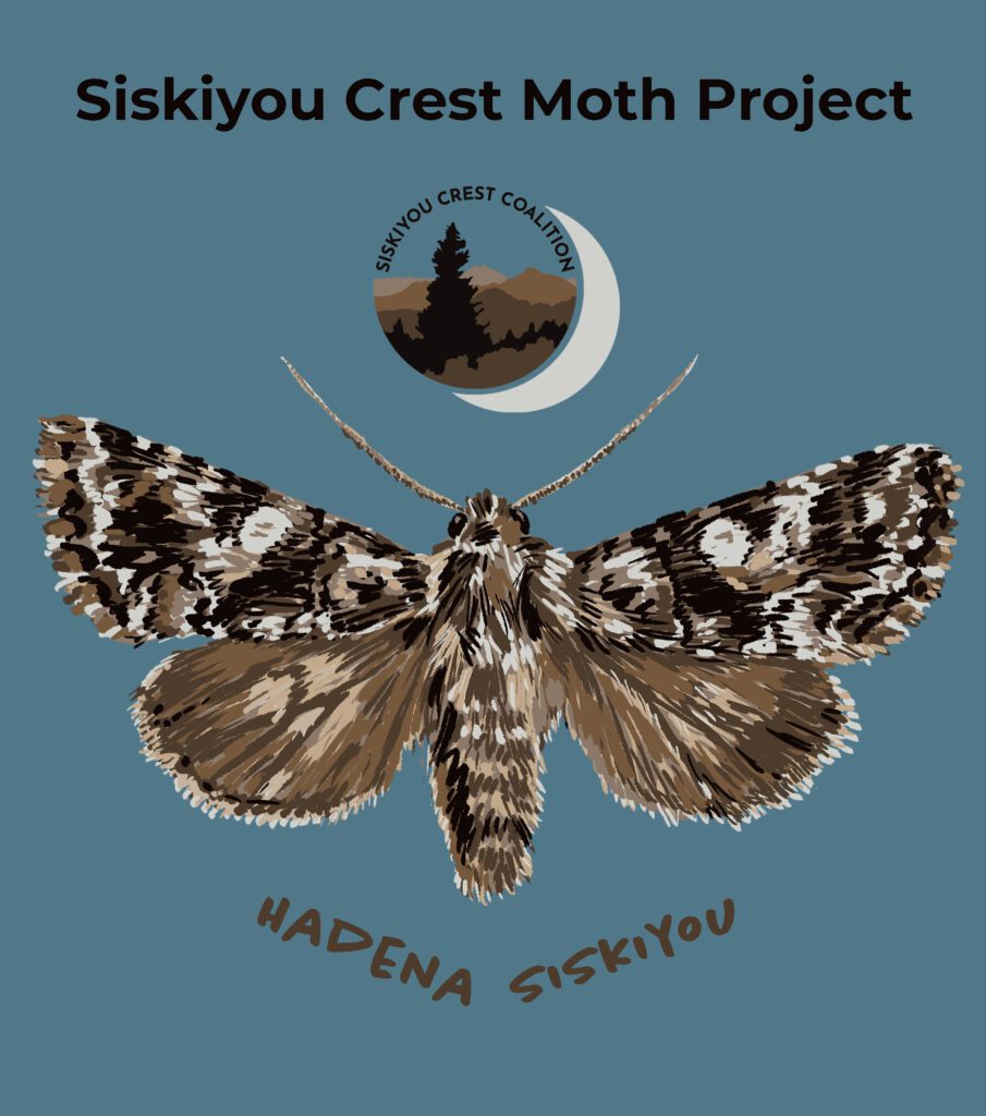 hadena moth art for digital use 2
