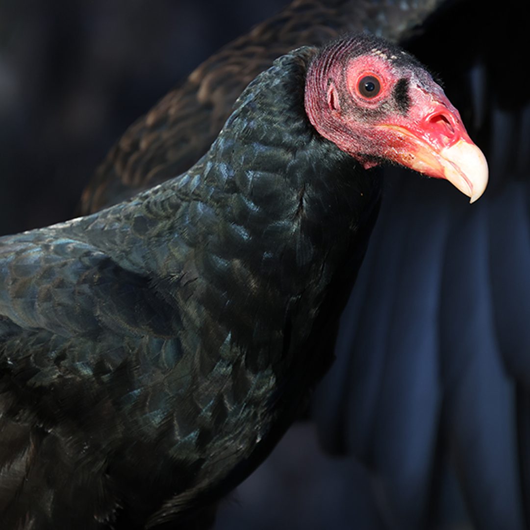 All About Vultures