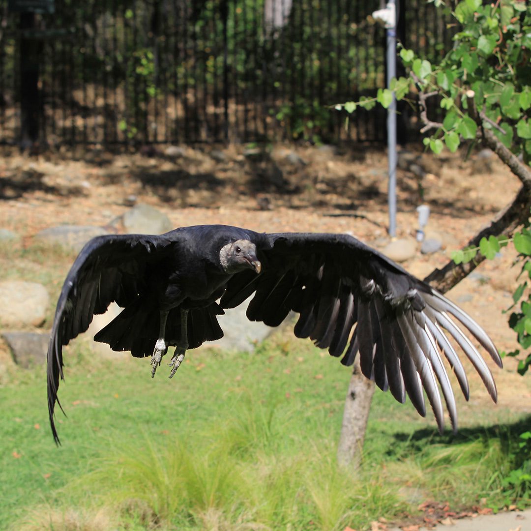 International Vulture Awareness Day