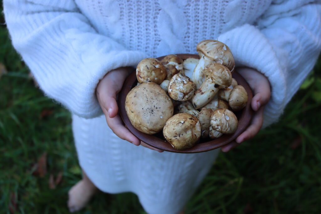 Foraging-Matsutake-Mushrooms