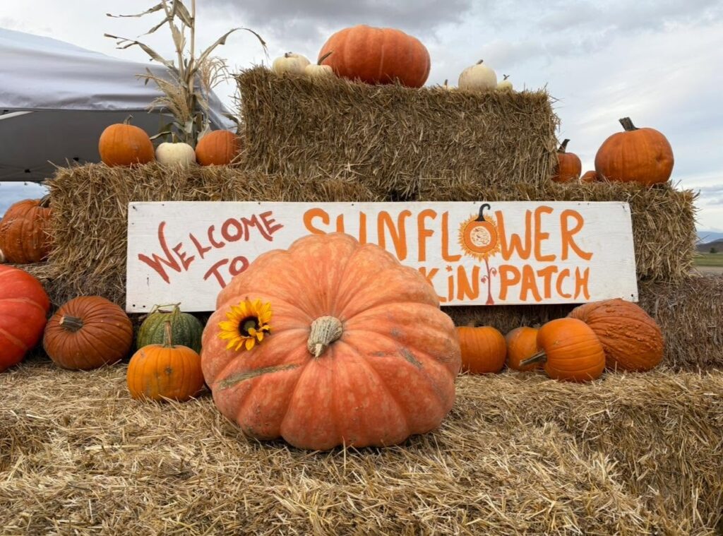 Sunflower Pumpkin Patch