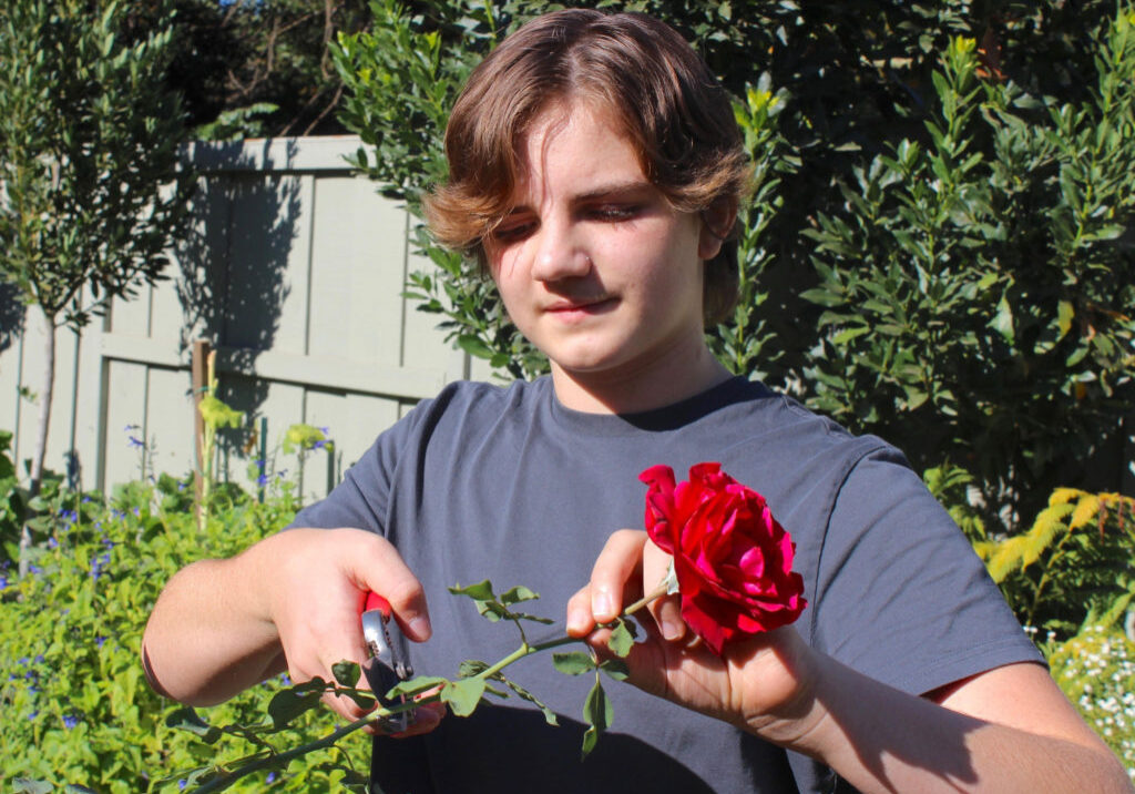Finnley Burnham of Chico has entered and won several competition categories in the Junior Division of the Butte Rose Society’s Festival of Roses. Photo by Steve Schoonover.