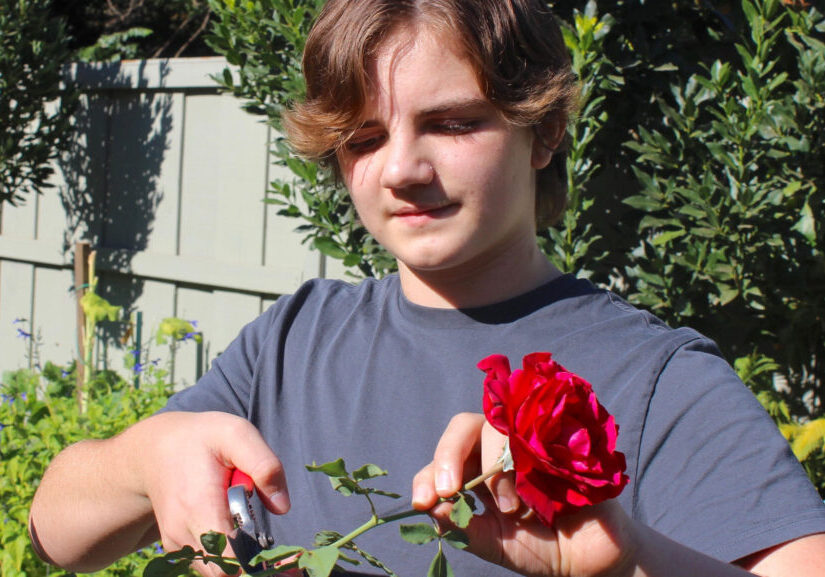 Finnley Burnham of Chico has entered and won several competition categories in the Junior Division of the Butte Rose Society’s Festival of Roses. Photo by Steve Schoonover.