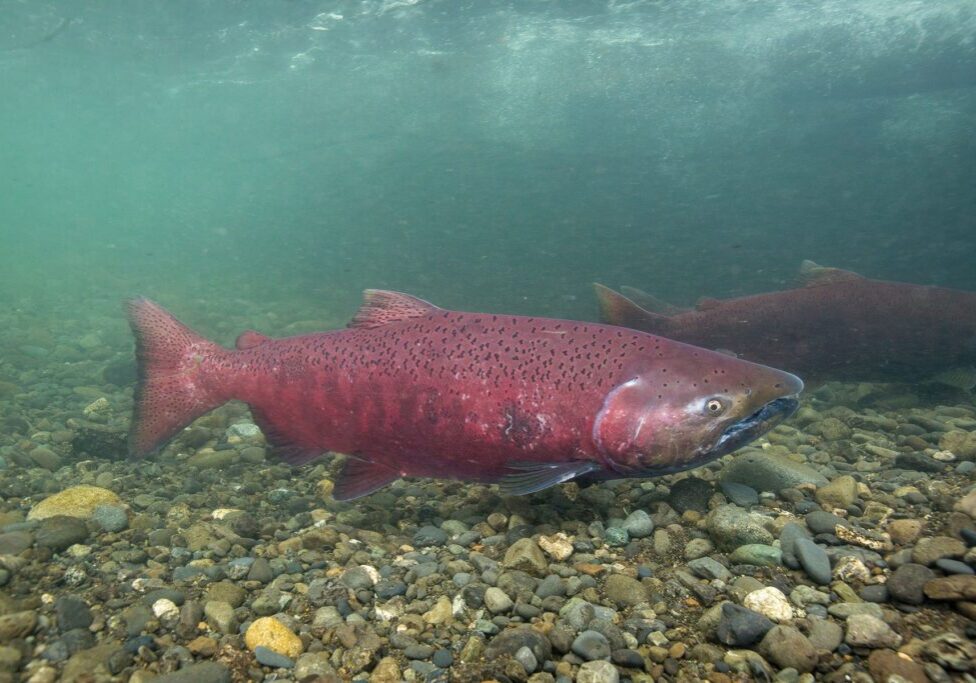 Butte County creeks and rivers offer the only spawning habitat worldwide for the magnificent Spring Run Chinook salmon. Photo by Ryan Hagerty/USFWS.