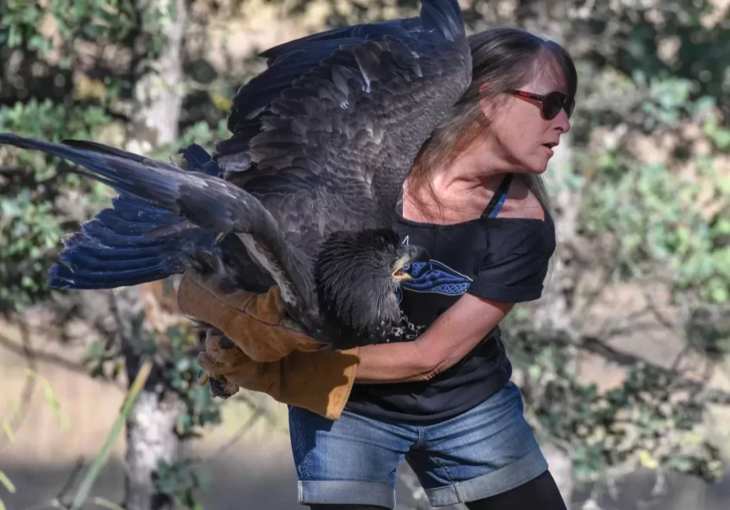 12-week-old eaglet