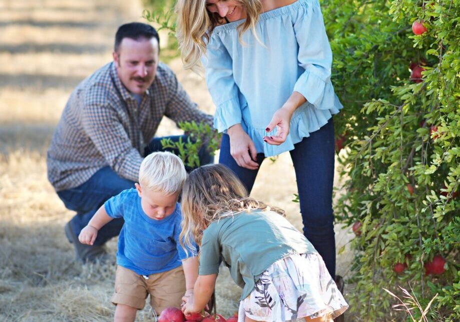 Families enjoy time together picking juicy red pomegranates at Hillside Poms. Photo credit Amber Thompson.